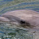 Image for article titled Dolphins Have a Fully Functional Clitoris, Study Finds